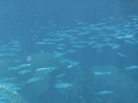 シュノーケリング 半日ツアー　透明度抜群の海で楽しむ水中観察＜午後／送迎付き／日本語ガイド＞by Rock Island Tour Company