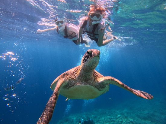 青の洞窟とウミガメシュノーケリング 青の洞窟でウミガメと一緒にシュノーケルが楽しめる！写真データ・器材無料＆市街地送迎付き＜3時間～／石垣島＞