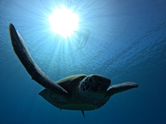青の洞窟とウミガメシュノーケリング 青の洞窟でウミガメと一緒にシュノーケルが楽しめる！写真データ・器材無料＆市街地送迎付き＜3時間～／石垣島＞