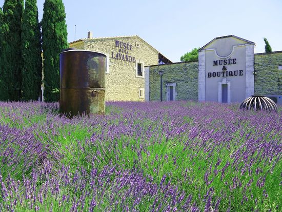 lavender_museum_pixta_31823986_M