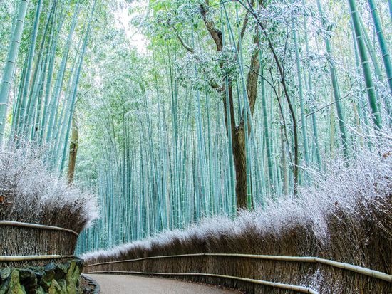 Kyoto_Arashiyama_Bamboo Forest_pixta_62597689
