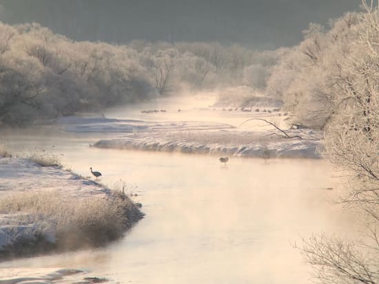 冬のタンチョウ鑑賞ツアー 雪裡川+鶴見台+釧路湿原 美しい冬の世界が待っている！＜12～3月／最大3名／釧路市内送迎可／大楽毛駅集合＞byEAST POWER