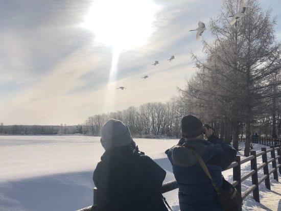 冬のタンチョウ鑑賞ツアー 雪裡川+鶴見台+釧路湿原 美しい冬の世界が待っている！＜12～3月／最大3名／釧路市内送迎可／大楽毛駅集合＞byEAST POWER