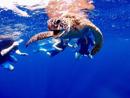ウミガメシュノーケリングツアー　安心のビーチエントリースタイルでカラフルな魚と出会える！1組限定の貸切プランもあり＜半日／市街地ホテル送迎可＞