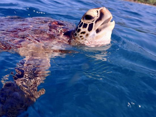 ウミガメシュノーケリングツアー　安心のビーチエントリースタイルでカラフルな魚と出会える！1組限定の貸切プランもあり＜半日／市街地ホテル送迎可＞