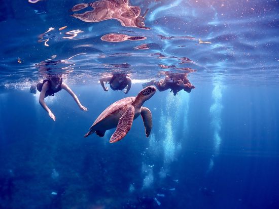 ウミガメシュノーケリングツアー　安心のビーチエントリースタイルでカラフルな魚と出会える！1組限定の貸切プランもあり＜半日／市街地ホテル送迎可＞