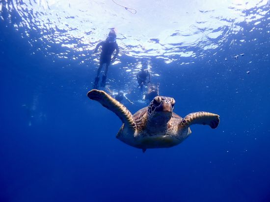 ウミガメシュノーケリングツアー　安心のビーチエントリースタイルでカラフルな魚と出会える！1組限定の貸切プランもあり＜半日／市街地ホテル送迎可＞