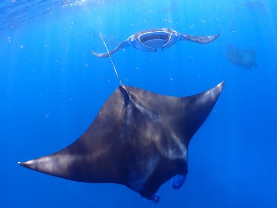 【八重干瀬】体験ダイビング＆シュノーケリング 気分はまるで水族館の水槽の中！普段味わえない感動体験を スタッフによる写真&ドローン撮影！水中カメラ無料レンタル付
