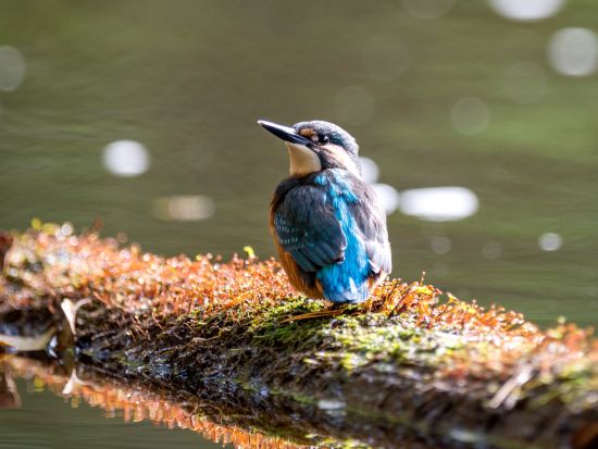 ラヘマー国立公園 1日観光プライベートツアー　パルムセ荘園＋サガディ荘園＋ヤガラ滝＋ヴィルの湿原＜貸切／英語／昼食付／タリン発＞