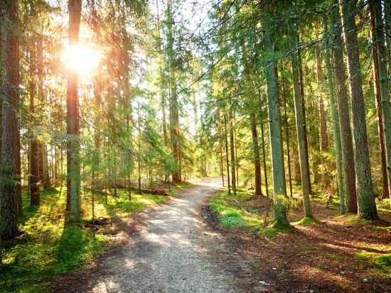 ラヘマー国立公園 1日観光プライベートツアー　パルムセ荘園＋サガディ荘園＋ヤガラ滝＋ヴィルの湿原＜貸切／英語／昼食付／タリン発＞