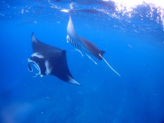 冬だけの奇跡！水面マンタシュノーケリングツアー 初心者専門の全力サポート付で安心安全＜GoProレンタル無料／11～4月／1日／石垣島発＞