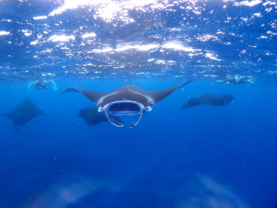 冬だけの奇跡！水面マンタシュノーケリングツアー 初心者専門の全力サポート付で安心安全＜GoProレンタル無料／11～4月／1日／石垣島発＞