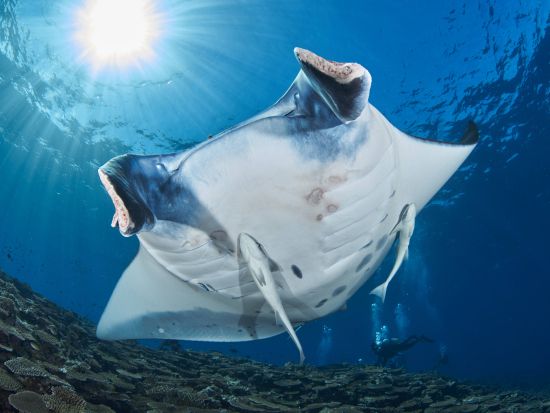 冬だけの奇跡！水面マンタシュノーケリングツアー 初心者専門の全力サポート付で安心安全＜GoProレンタル無料／11～4月／1日／石垣島発＞