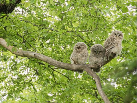 釧路湿原ロングカヌー 木々の間を抜け、だんだん開ける視界、音のない世界へ…動物たちとの遭遇率高め！＜4～11月／最大2名／遠矢駅集合＞byEAST POWER