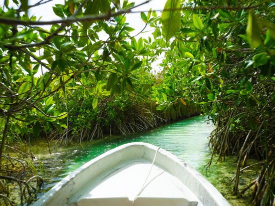 世界遺産シアン・カアンボートツアー　生い茂るマングローブやカリブ海シュノーケリングなど大自然を満喫！＜ランチ付き／英語ガイド／カンクンorリビエラマヤ発＞
