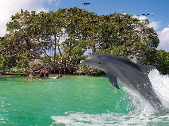 世界遺産シアン・カアンボートツアー　生い茂るマングローブやカリブ海シュノーケリングなど大自然を満喫！＜ランチ付き／英語ガイド／カンクンorリビエラマヤ発＞