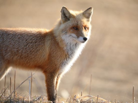 釧路湿原3つの展望台ツアー 湿原内の展望台を回る！細岡展望台+サルボ展望台+サルルン展望台＜4～12月／最大3名／遠矢駅集合＞by East power