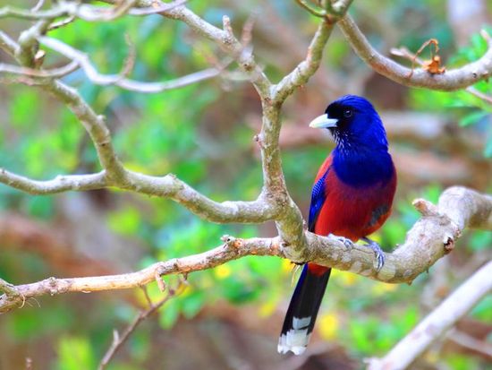 pixta_14339060_ルリカケス