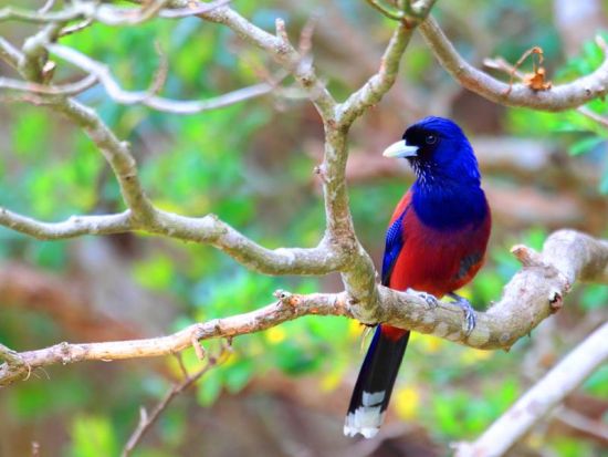 【北部～名瀬市街ホテル送迎可】太古の森ナイトツアー 奄美群島認定エコツアーガイド照井さんがご案内 希少な生き物に出会う旅 by EVERGREEN奄美