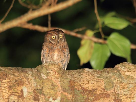 【北部～名瀬市街ホテル送迎可】太古の森ナイトツアー 奄美群島認定エコツアーガイド照井さんがご案内 希少な生き物に出会う旅 by EVERGREEN奄美