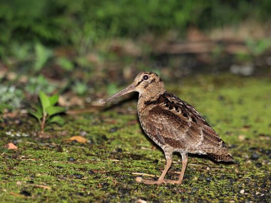 【北部～名瀬市街ホテル送迎可】太古の森ナイトツアー 奄美群島認定エコツアーガイド照井さんがご案内 希少な生き物に出会う旅 by EVERGREEN奄美