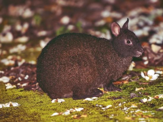 【北部～名瀬市街ホテル送迎可】太古の森ナイトツアー 奄美群島認定エコツアーガイド照井さんがご案内 希少な生き物に出会う旅 by EVERGREEN奄美