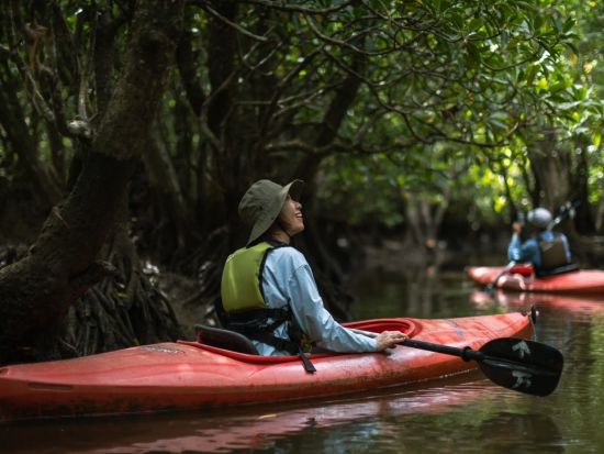 【北部～名瀬送迎可】マングローブカヌー＆滝散歩1日プライベートツアー 奄美群島認定エコツアーガイド照井さんがご案内 by EVERGREEN奄美