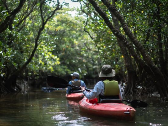 【北部～名瀬送迎可】金作原原生林散策＆マングローブカヌープライベートツアー奄美大島認定ガイド照井さんがご案内＜1日＞ by evergreen奄美
