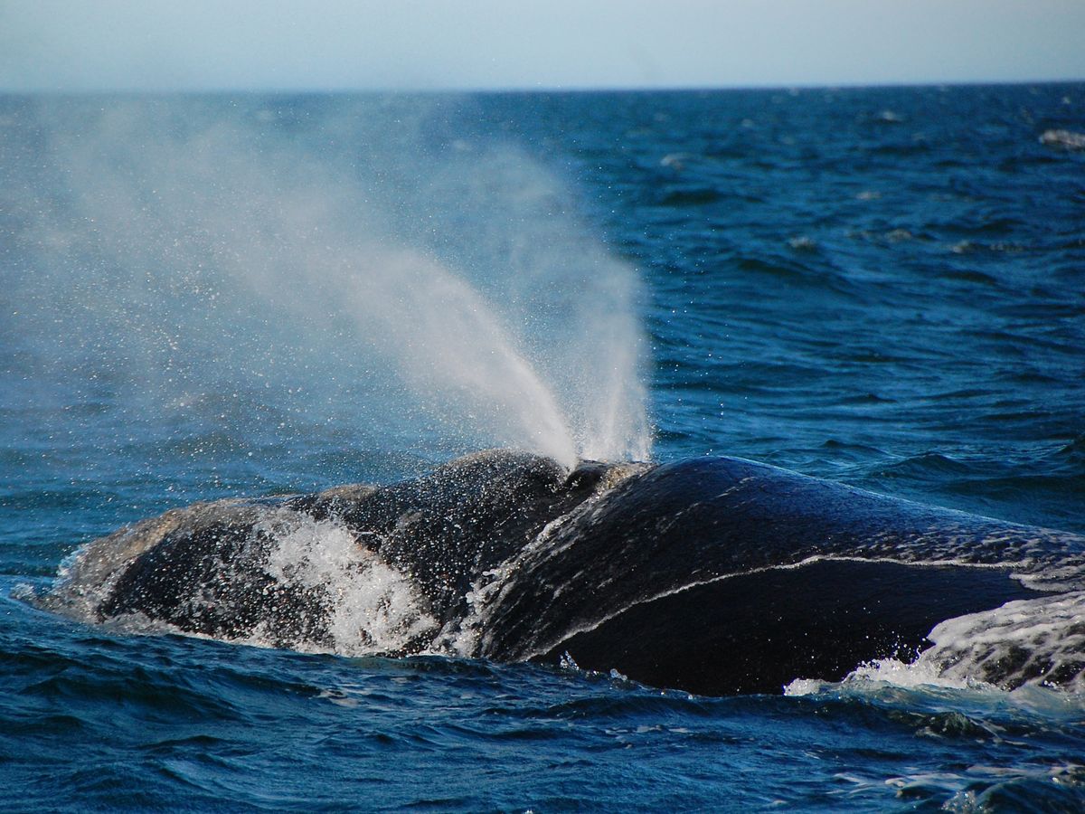 ホエールウォッチング＆水中観光船オルカ号 迫力満点のクジラと