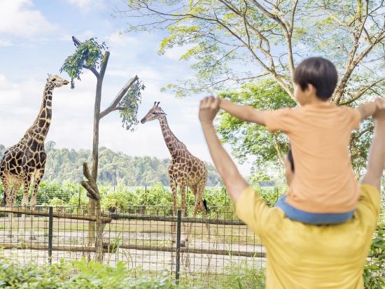 シンガポール動物園　自然の中でのびのび暮らす動物に会いに行こう ＜入場チケット込／午前／日本語ガイド／往路送迎＞