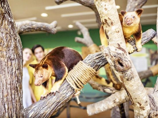 シンガポール動物園　自然の中でのびのび暮らす動物に会いに行こう ＜入場チケット込／午前／日本語ガイド／往路送迎＞