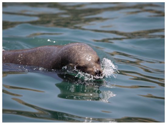 アシカとペンギンの生息地 パロミノ島半日ツアー＜混載／半日／英語ガイド／リマ発＞