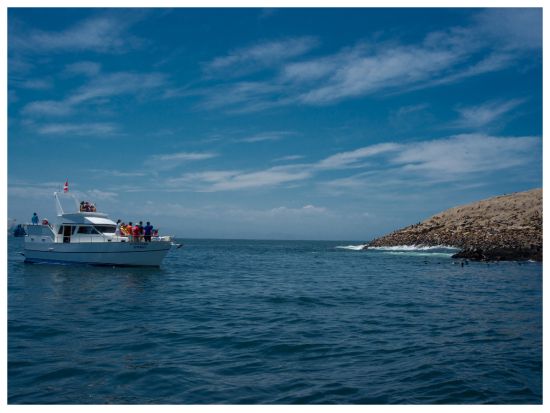 アシカとペンギンの生息地 パロミノ島半日ツアー＜混載／半日／英語ガイド／リマ発＞