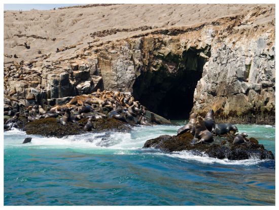 アシカとペンギンの生息地 パロミノ島半日ツアー＜混載／半日／英語ガイド／リマ発＞