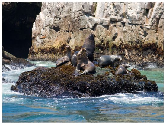 アシカとペンギンの生息地 パロミノ島半日ツアー＜混載／半日／英語ガイド／リマ発＞