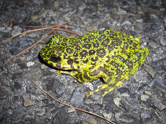 アマミイシカワガエル