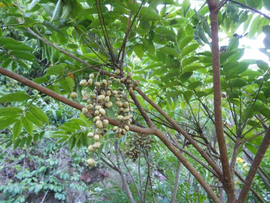 【くまモンFARM（くまモンファーム）認定体験】はぜろうで「くまモンの和ろうそく」を作る体験＜1時間／水俣市＞by KASSE JAPAN