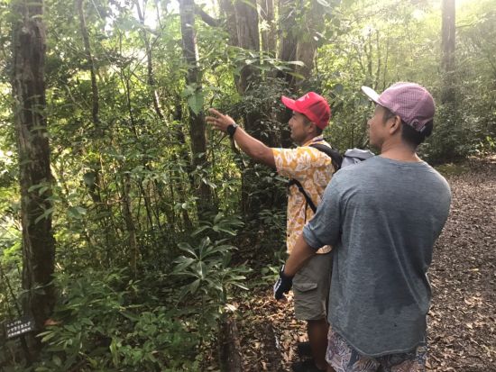 金作原原生林トレッキングツアー　シダの森を抜けて樹齢200年以上のどんぐりの木を探しに行こう＜9時or14時／名瀬中心地送迎可＞byアマニコガイドサービス