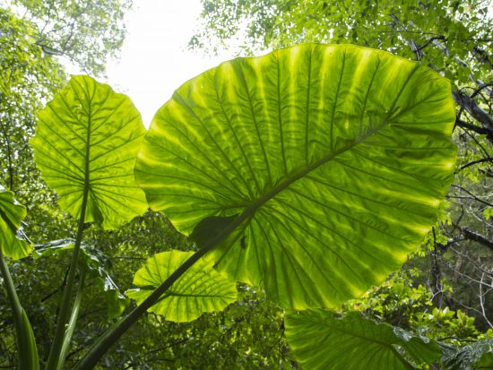 金作原原生林トレッキングツアー　シダの森を抜けて樹齢200年以上のどんぐりの木を探しに行こう＜9時or14時／名瀬中心地送迎可＞byアマニコガイドサービス