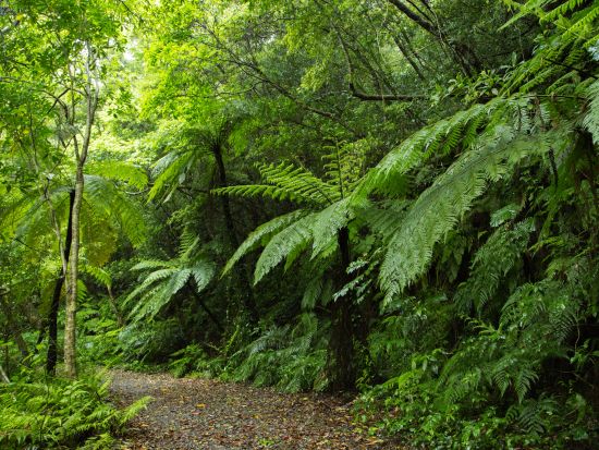 金作原原生林トレッキングツアー　シダの森を抜けて樹齢200年以上のどんぐりの木を探しに行こう＜9時or14時／名瀬中心地送迎可＞byアマニコガイドサービス