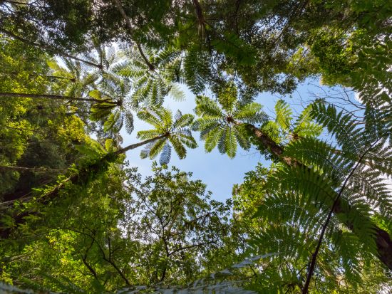 金作原原生林トレッキングツアー　シダの森を抜けて樹齢200年以上のどんぐりの木を探しに行こう＜9時or14時／名瀬中心地送迎可＞byアマニコガイドサービス