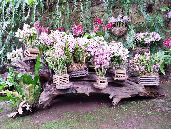 ビオスの丘　花