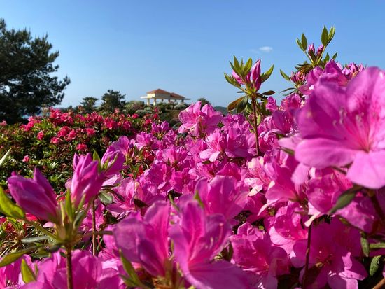 東村　つつじ２