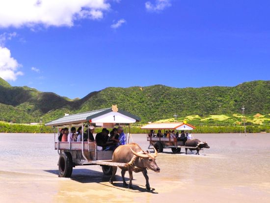 【ベストプライス】2島めぐり 西表・由布 日帰りツアー   西表島ちょっぴりカヌー体験＋水牛車＜約6時間／3歳～／昼食付＞