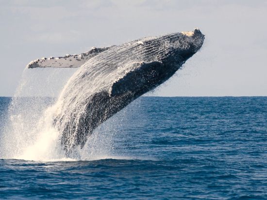 ホエールウォッチング&水中珊瑚鑑賞 揺れにくい高速水中観光船でクジラを見に行こう！水中鑑賞付でカラフルな珊瑚やお魚にも出会えるかも＜半日／那覇発＞