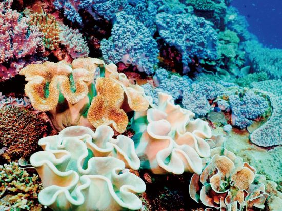 ホエールウォッチング&水中珊瑚鑑賞 揺れにくい高速水中観光船でクジラを見に行こう！水中鑑賞付でカラフルな珊瑚やお魚にも出会えるかも＜半日／那覇発＞