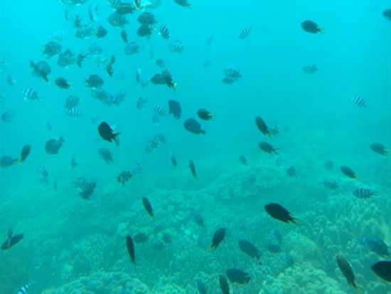 ブルーカーボンクルーズ 世界的に注目されているCO2吸収を観測する水中観光！カラフルな珊瑚や熱帯魚もお出迎え 学びながらツアーも楽しもう＜1時間／那覇発＞