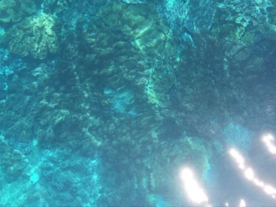 ブルーカーボンクルーズ 世界的に注目されているCO2吸収を観測する水中観光！カラフルな珊瑚や熱帯魚もお出迎え 学びながらツアーも楽しもう＜1時間／那覇発＞