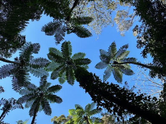 マングローブカヌー＋金作原原生林散策ツアー 認定ガイド中岡さんがご案内 ＜7時間／旧名瀬市街地 無料送迎あり＞ by 遊名人倶楽部