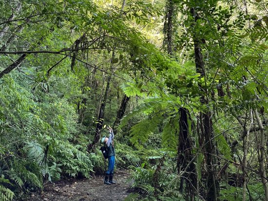【名瀬市街エリア送迎可能】金作原原生林 散策ツアー エコツアー認定ガイド中岡さんがご案内 奄美の自然に出会いに冒険の旅へ出かけよう！ by 遊名人倶楽部